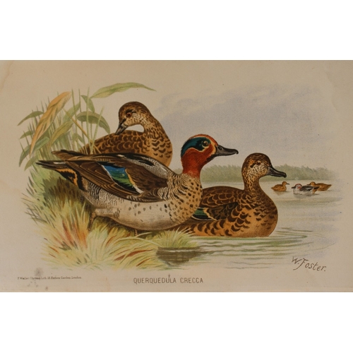 9215 - W Foster - 2 prints of Common Teal and Shoveller 1879. 

These two chromolithographs are from The Ga... 