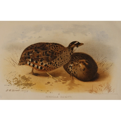 9216 - AW Strutt - 2 prints of Grey Jungle-fowl and Painted Bush Quail 1879. 

These two chromolithographs ... 