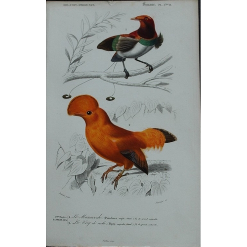 9220 - Edouard Travies  - 3 bird prints from Dict. Univ. 1849. 

These prints are from the first edition of... 