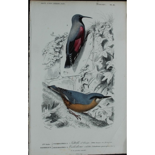 9220 - Edouard Travies  - 3 bird prints from Dict. Univ. 1849. 

These prints are from the first edition of... 