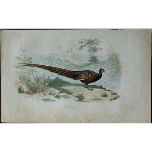 9222 - Edouard Travies  - 3 bird prints from Dict. Univ. 1849. 

These prints are from the first edition of... 