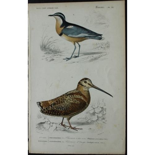 9222 - Edouard Travies  - 3 bird prints from Dict. Univ. 1849. 

These prints are from the first edition of... 