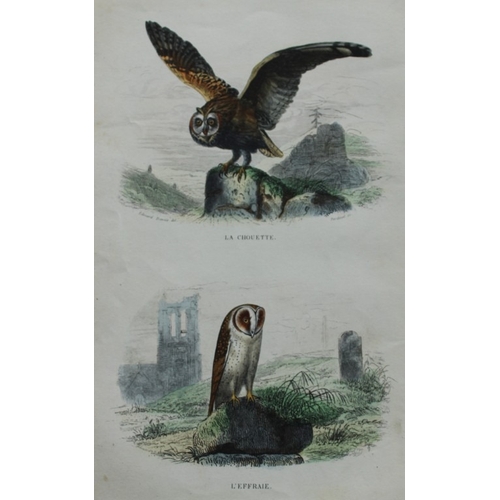 9223 - Edouard Travies  - 3 bird prints from Dict. Univ. 1849. 

These prints are from the first edition of... 