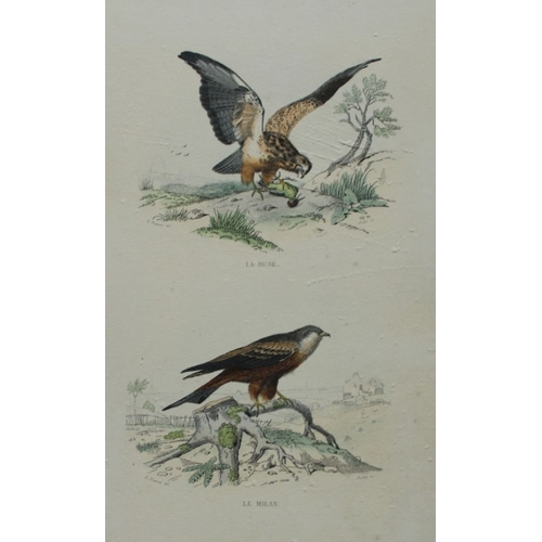 9224 - Edouard Travies - 3 prints of Birds of Prey 1839. 

These original hand-coloured steel engravings ar... 