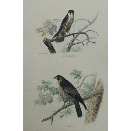 9224 - Edouard Travies - 3 prints of Birds of Prey 1839. 

These original hand-coloured steel engravings ar... 