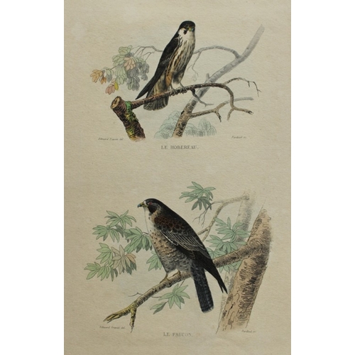 9225 - Edouard Travies - 3 prints of Birds of Prey 1839. 

These original hand-coloured steel engravings ar... 