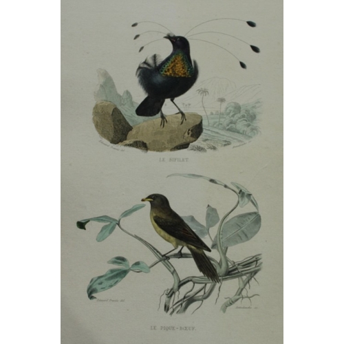 9226 - Edouard Travies - 3 prints of Exotic Birds 1839. 

These original hand-coloured steel engravings are... 