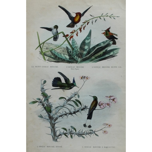 9226 - Edouard Travies - 3 prints of Exotic Birds 1839. 

These original hand-coloured steel engravings are... 