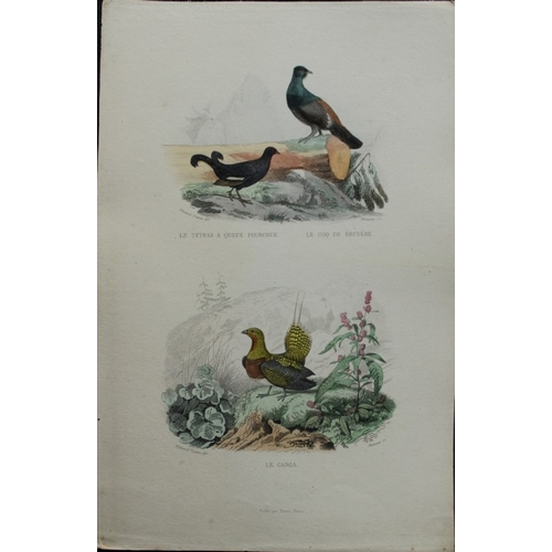 9227 - Edouard Travies - 3 prints of Exotic Birds 1839. 

These original hand-coloured steel engravings are... 