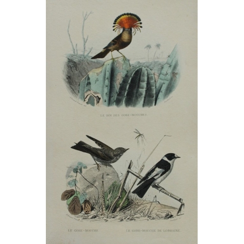 9227 - Edouard Travies - 3 prints of Exotic Birds 1839. 

These original hand-coloured steel engravings are... 