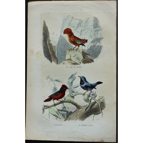 9228 - Edouard Travies - 3 prints of Exotic Birds 1839. 

These original hand-coloured steel engravings are... 