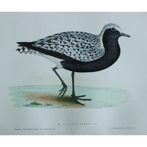 9229 - JC Chenu - 2 prints: Grey Plover and Golden Plover 1870. 

These hand-coloured lithographs are from ... 