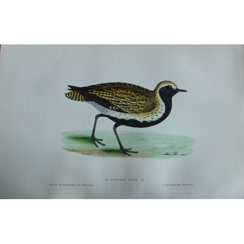 9229 - JC Chenu - 2 prints: Grey Plover and Golden Plover 1870. 

These hand-coloured lithographs are from ... 