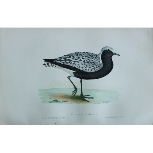 9229 - JC Chenu - 2 prints: Grey Plover and Golden Plover 1870. 

These hand-coloured lithographs are from ... 