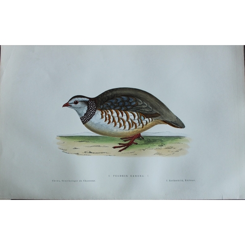 9232 - JC Chenu - 2 prints: Barbary Partridge and Rock Partridge 1870. 

These hand-coloured lithographs ar... 