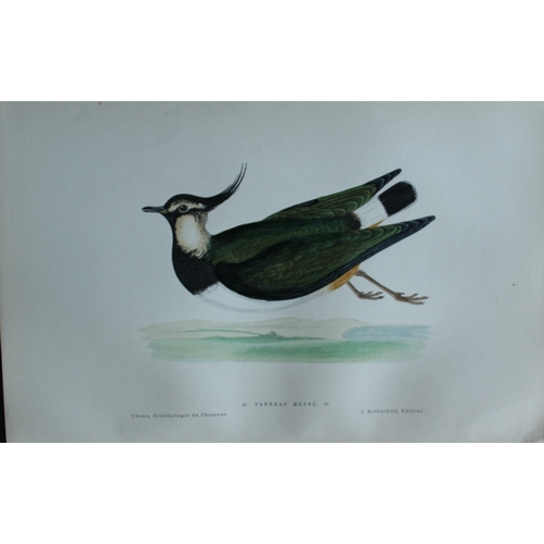 9233 - JC Chenu - 2 prints: Lapwing and Eurasian Curlew 1870. 

These hand-coloured lithographs are from Or... 