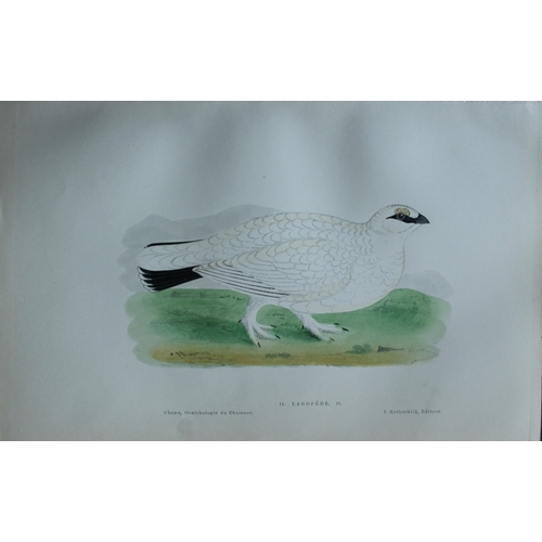 9235 - JC Chenu - 2 prints: Black Grouse and Ptarmigan 1870. 

These hand-coloured lithographs are from Orn... 