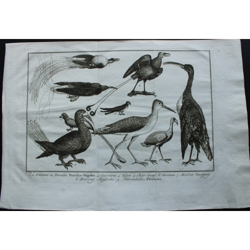 9236 - Jakob van der Schley - Birds of Paradise 1747. 

This rare original etching, on hand laid paper, is ... 