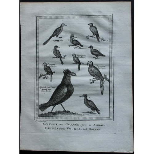 9237 - Jakob van der Schley - Birds of Guinea incl Parrots 1747. 

This rare original etching, on hand laid... 