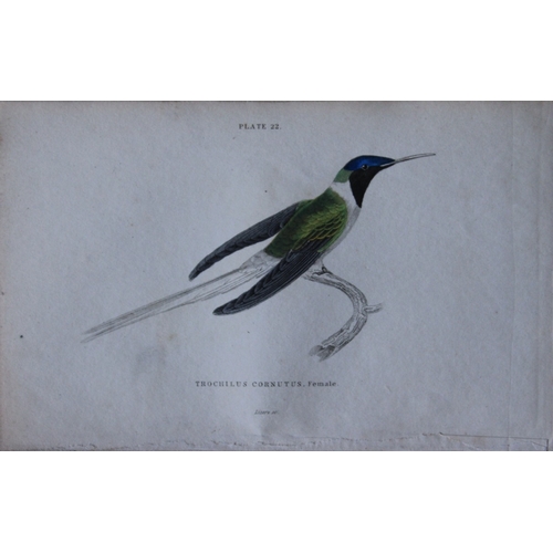 9239 - Jardine & Lizars - 4 prints of Hummingbirds 1833. 

These hand-coloured engravings of Humming Birds ... 