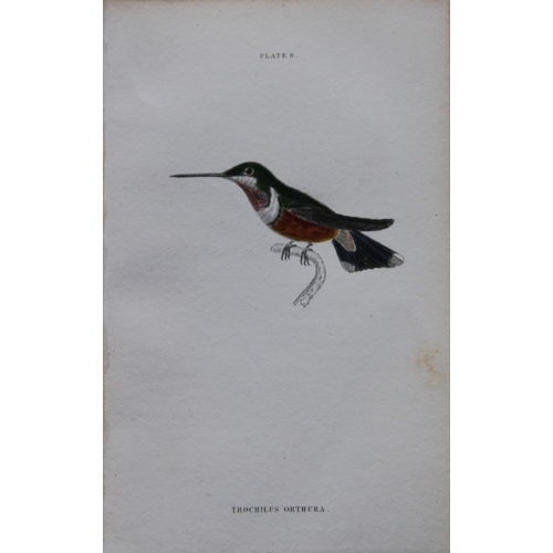 9240 - Jardine & Lizars - 4 prints of Hummingbirds 1833. 

These hand-coloured engravings of Humming Birds ... 