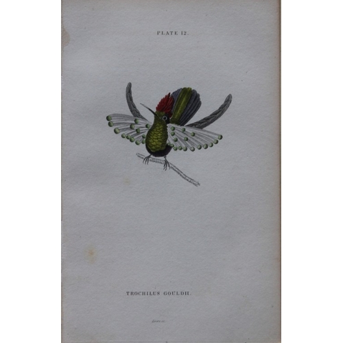 9241 - Jardine & Lizars - 4 prints of Hummingbirds 1833. 

These hand-coloured engravings of Humming Birds ... 