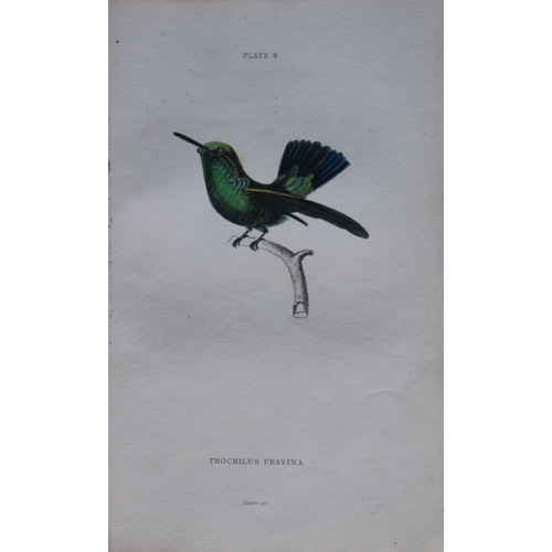 9241 - Jardine & Lizars - 4 prints of Hummingbirds 1833. 

These hand-coloured engravings of Humming Birds ... 