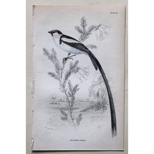 9242 - William Swainson - 4 Birds of Western Africa 1837. 

These hand-coloured engravings are from William... 