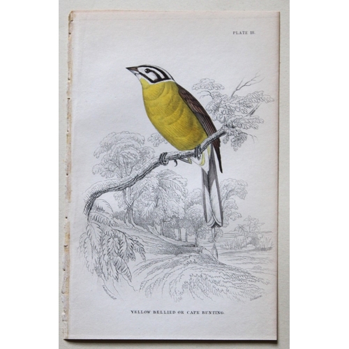 9242 - William Swainson - 4 Birds of Western Africa 1837. 

These hand-coloured engravings are from William... 