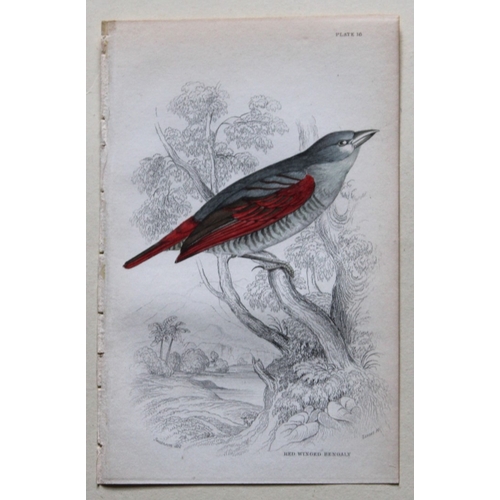 9243 - William Swainson - 4 Birds of Western Africa 1837. 

These hand-coloured engravings are from William... 