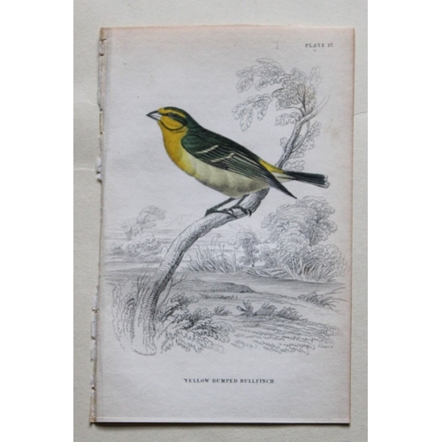 9243 - William Swainson - 4 Birds of Western Africa 1837. 

These hand-coloured engravings are from William... 