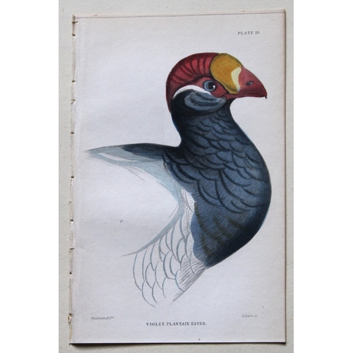 9244 - William Swainson - 4 Birds of Western Africa 1837. 

These hand-coloured engravings are from William... 