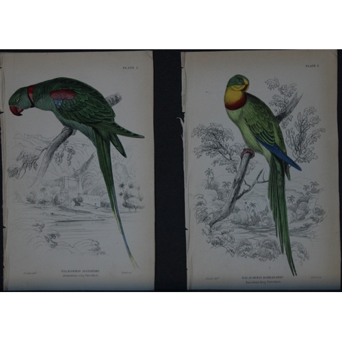 9245 - Edward Lear - 4 engravings of parrots 1836. 

These original hand-coloured steel engravings are from... 