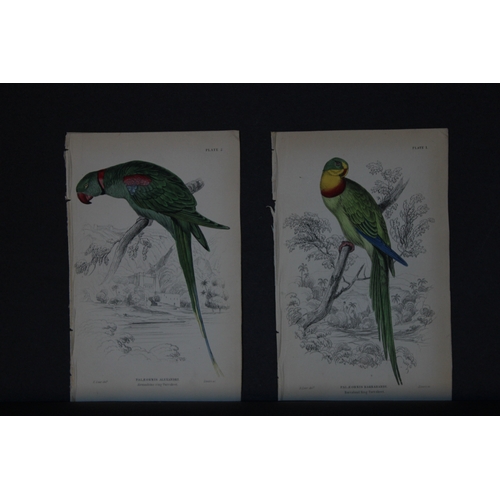 9245 - Edward Lear - 4 engravings of parrots 1836. 

These original hand-coloured steel engravings are from... 