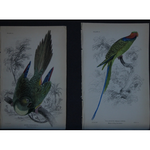 9245 - Edward Lear - 4 engravings of parrots 1836. 

These original hand-coloured steel engravings are from... 