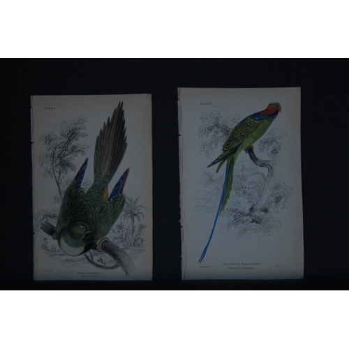 9245 - Edward Lear - 4 engravings of parrots 1836. 

These original hand-coloured steel engravings are from... 