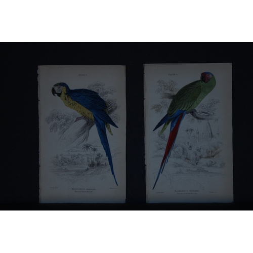 9246 - Edward Lear - 4 engravings of parrots 1836. 

These original hand-coloured steel engravings are from... 