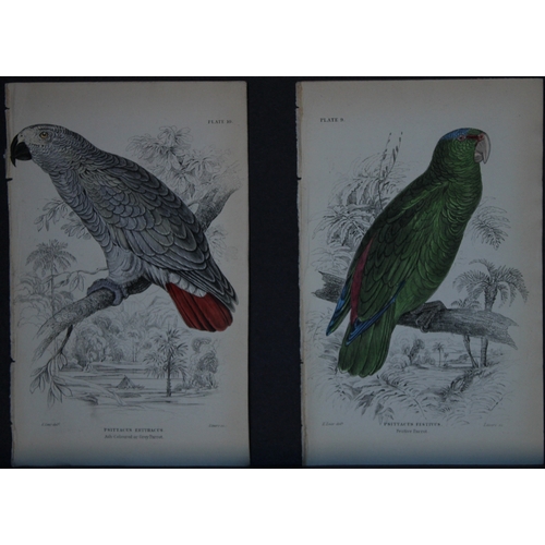 9246 - Edward Lear - 4 engravings of parrots 1836. 

These original hand-coloured steel engravings are from... 