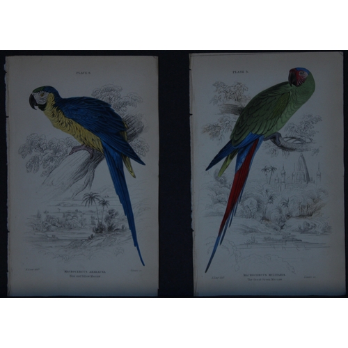 9246 - Edward Lear - 4 engravings of parrots 1836. 

These original hand-coloured steel engravings are from... 