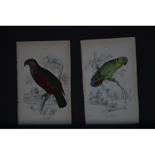 9247 - Edward Lear - 4 engravings of parrots 1836. 

These original hand-coloured steel engravings are from... 