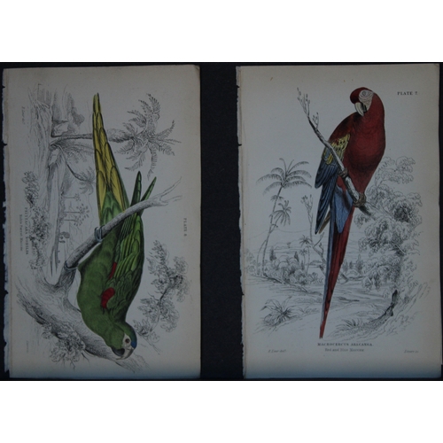 9247 - Edward Lear - 4 engravings of parrots 1836. 

These original hand-coloured steel engravings are from... 