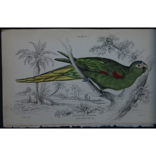 9247 - Edward Lear - 4 engravings of parrots 1836. 

These original hand-coloured steel engravings are from... 