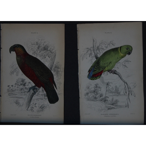 9247 - Edward Lear - 4 engravings of parrots 1836. 

These original hand-coloured steel engravings are from... 