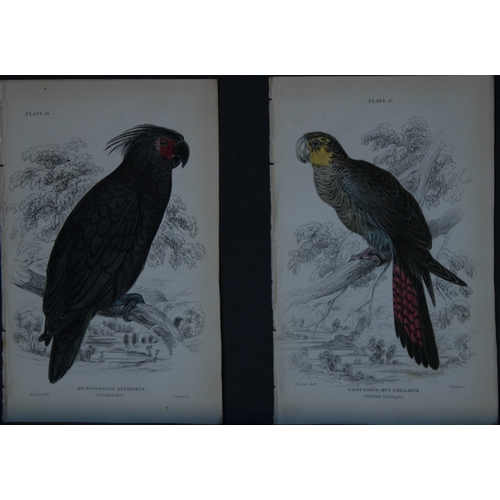 9248 - Edward Lear - 4 engravings of parrots 1836. 

These original hand-coloured steel engravings are from... 