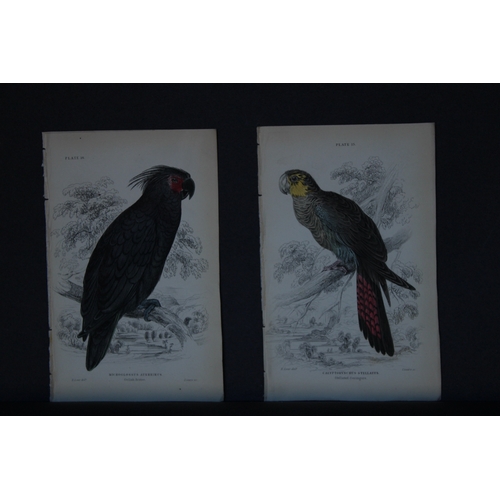 9248 - Edward Lear - 4 engravings of parrots 1836. 

These original hand-coloured steel engravings are from... 