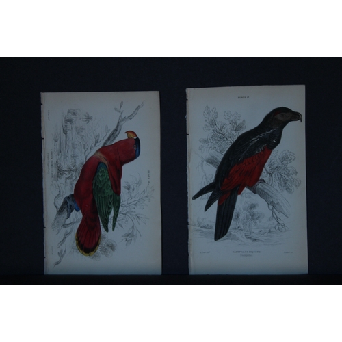 9248 - Edward Lear - 4 engravings of parrots 1836. 

These original hand-coloured steel engravings are from... 