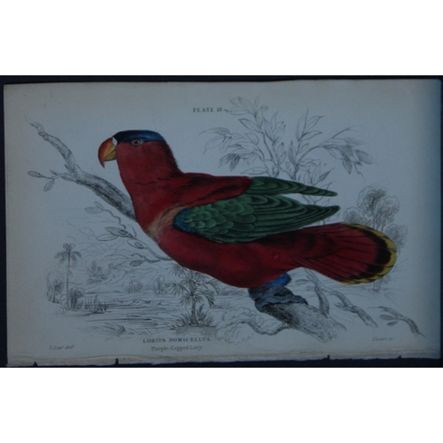 9248 - Edward Lear - 4 engravings of parrots 1836. 

These original hand-coloured steel engravings are from... 