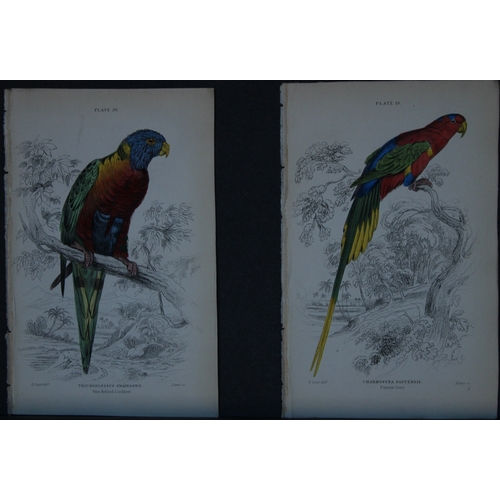 9249 - Edward Lear - 4 engravings of parrots 1836. 

These original hand-coloured steel engravings are from... 