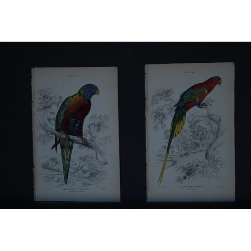 9249 - Edward Lear - 4 engravings of parrots 1836. 

These original hand-coloured steel engravings are from... 