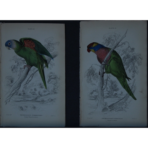 9249 - Edward Lear - 4 engravings of parrots 1836. 

These original hand-coloured steel engravings are from... 